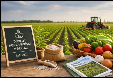 Masallıda aqrar inkişafın görünməyən qəhrəmanları – Seymur Nuriyevin rəhbərliyi ilə fermerə dayaq olan DAİM